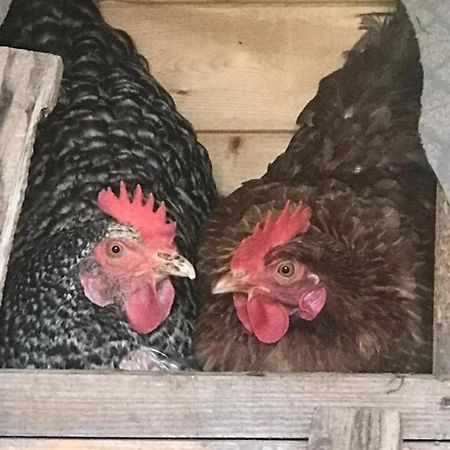 Appartamento A Due Passi Farra d'Alpago Dış mekan fotoğraf